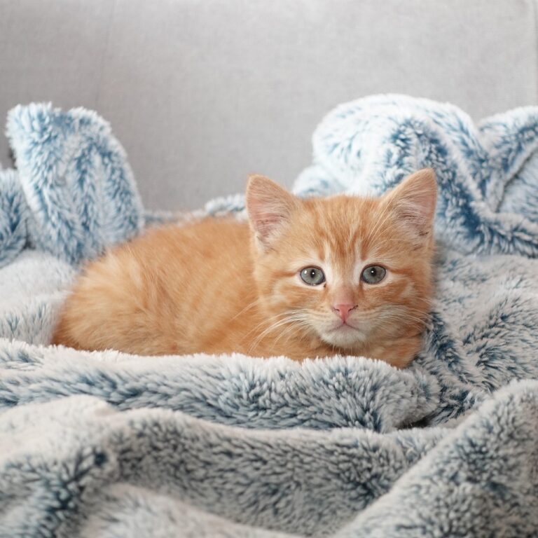 Warum sich ein Katzenbett lohnt: Ein Must-Have für Katzenliebhaber!