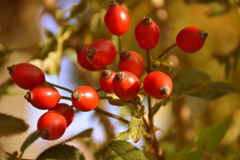 Hagebuttenpulver als natürliches Superfood!