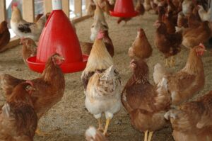 Hühnerklappe Test & Vergleich